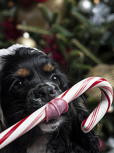 一个可爱的鸡鸡Spaniel 在圣诞树前 与圣誕老人 犬类 棕色的图片