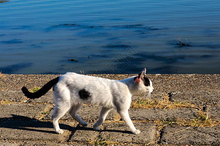 猫走路图片