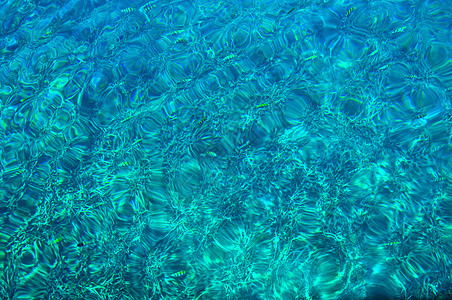 泰国高涛岛水中的鱼图片