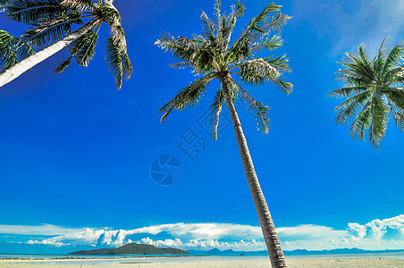 有椰子棕榈蓝天空的热带大热带海滩 Koh Samui图片