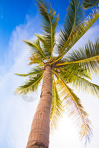 浅沙海滩上的椰子棕榈树背景蓝色天空 风景 花园图片