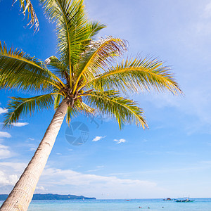 浅沙海滩上的椰子棕榈树背景蓝色天空 夏天 生长图片