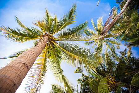 浅沙海滩上的椰子棕榈树背景蓝色天空 自然 草图片