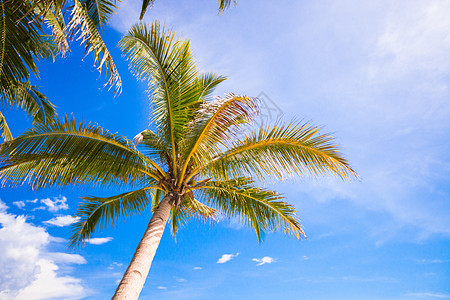 浅沙海滩上的椰子棕榈树背景蓝色天空 花园 假期图片