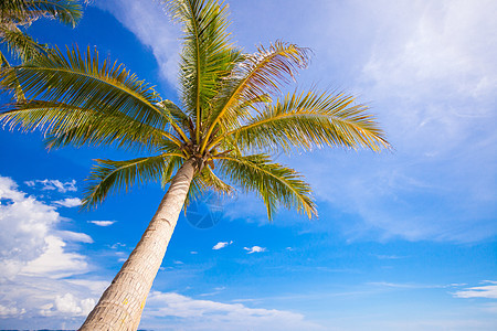 背景蓝天上一棵大棕榈树的缝合 椰子树 菲律宾 岛图片