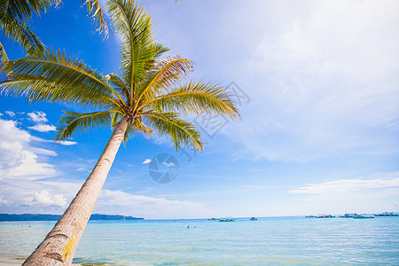 浅沙海滩上的椰子棕榈树背景蓝色天空 异国情调 自然图片