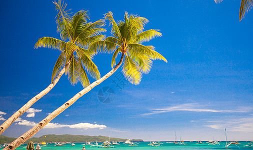 菲律宾沙滩上的椰子棕榈树 可可 岛 温暖的图片