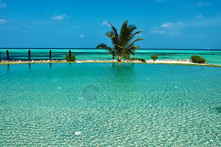奢华热带游泳池 南阿里环礁 自然 酒店 树 旅游 马尔代夫 假期图片