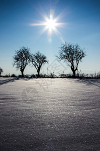 有树木的冬季风景 奥地利 瑞士 欧洲 木头 云 童话图片