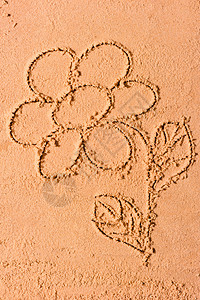 海滩上美丽的雏菊的图片图片