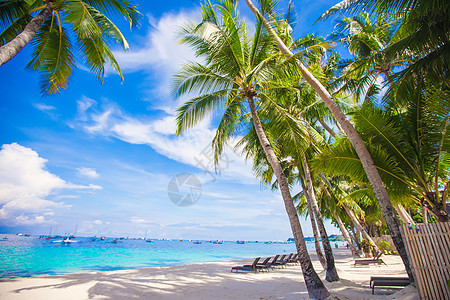 拥有美丽的棕榈和白沙滩的热带海滩 菲律宾 娱乐 水图片