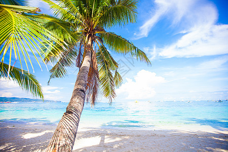 白沙滩上的椰子棕榈树 植物 假期 菲律宾 日光 草图片