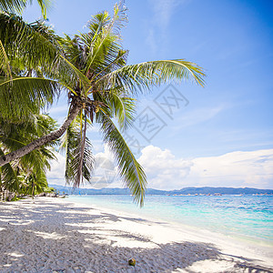 白沙滩上的椰子棕榈树 菲律宾 花园 蓝色的 丛林 假期图片