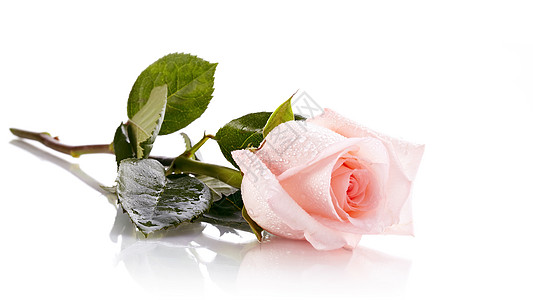 玫瑰摆拍粉红玫瑰 脆弱性 新鲜 自然 爱 美丽 庆祝活动 粉色的 花束背景