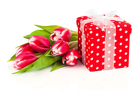红色圆点美丽的郁金香和红色的圆点礼物盒 开花 庆典背景