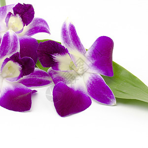 美丽的兰花 紫色的 情人节 植物 自然 礼物 异国情调 夏天图片