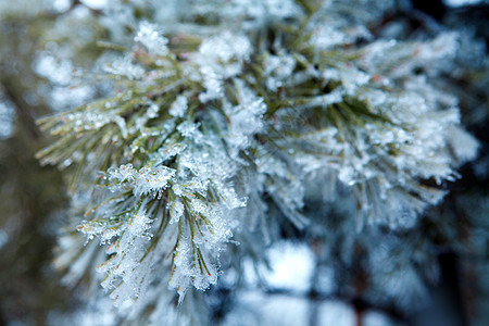 下雪的阴锥的枝根图片