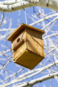 Birdbox 夏日森林树上的鸟屋 庆祝 自然图片