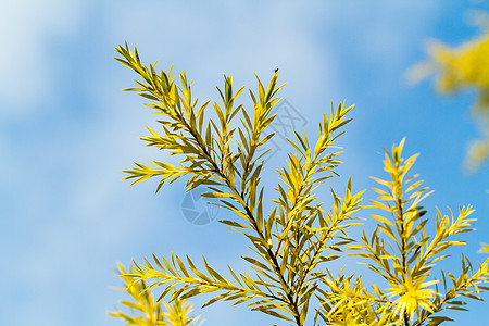 Pine 叶子关闭蓝天空 圣诞节 新鲜 郁郁葱葱 自然图片