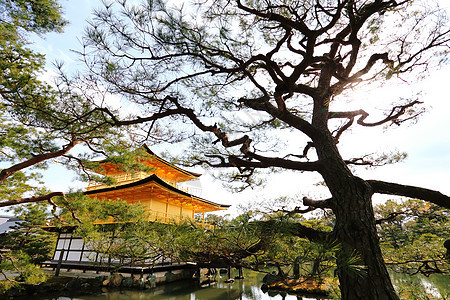 金宫寺 金殿 神道教 宝塔 假期 冬天 森林 松树 金子背景图片