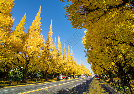 银果树大道 正走向明治纪念画廊的美治纪念馆 艺术 日本图片