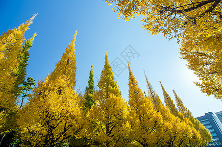 青木树对着蓝天 文化 东京 天空 银杏树 木头 蓝色的图片