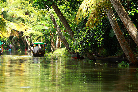 印度喀拉拉邦科钦后水棕榈树热带森林 自然 异国情调图片