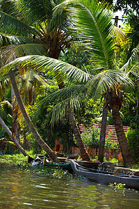 印度喀拉拉邦科钦后水棕榈树热带森林 亚洲 旅行图片