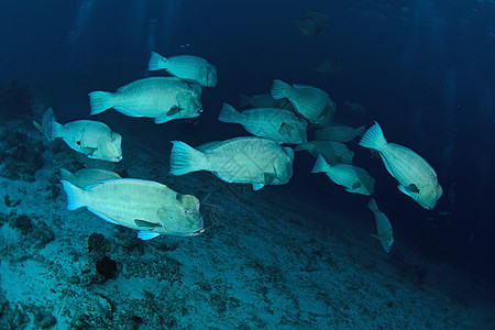 在浅水中小口游泳的 山顶鹦鹉 礁 鹦鹉鱼 壳图片