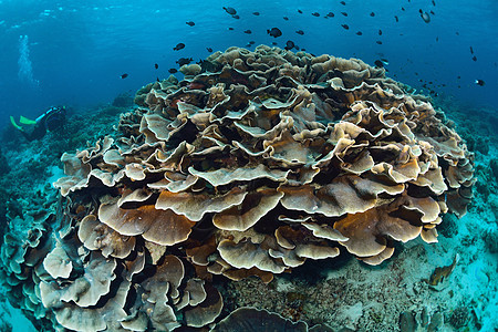 叶形珊瑚和热带水下生物 美丽的 礁 西巴丹岛 自然 海绵图片