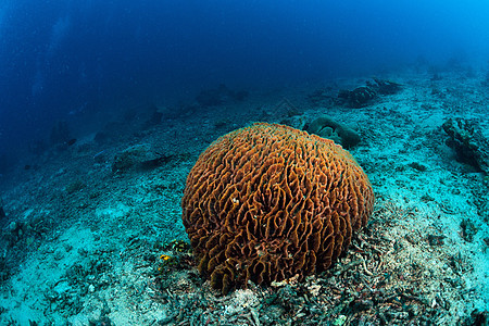 叶形珊瑚和热带水下生物 海底 海 龟 假期 泰国图片