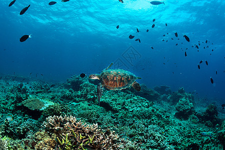 珊瑚礁上的绿海龟 沙巴角岛图片