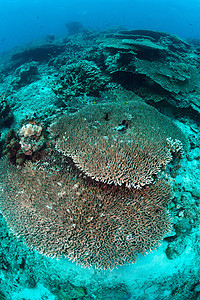 马来西亚西巴丹的Sipadan 水下斯塔蓬表珊瑚 礁 鳍图片