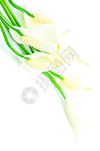 科学 园艺 新鲜 装潢 植物群 植物 白鹤芋 室内植物 优雅图片