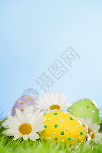 复活节鸡蛋 庆典 花 传统的 自然 季节性的 蓝色的 草地图片