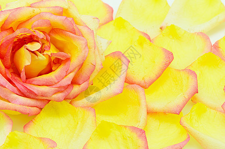 粉红玫瑰花 花瓣 开花 植物 花园 春天 美丽的 新鲜图片