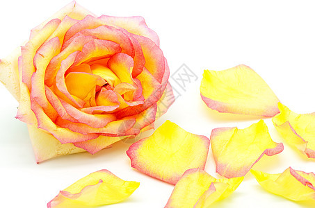 粉红玫瑰花 花束 盛开 开花 美丽 植物 黄色的 自然 花园图片
