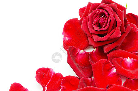 孤立的红玫瑰 婚礼 红色的 生日 花瓣 花的图片