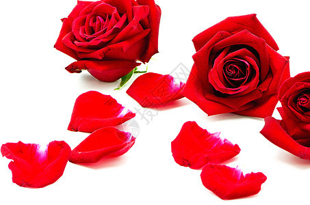 孤立的红玫瑰 礼物 新鲜的 花束 美丽 自然 红色的图片
