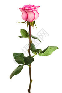 新鲜粉红玫瑰花 叶子 花瓣 开花 爱 假期 情人节图片