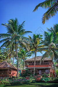 棕榈树林中的小屋 瓦卡拉 喀拉拉邦 印度图片