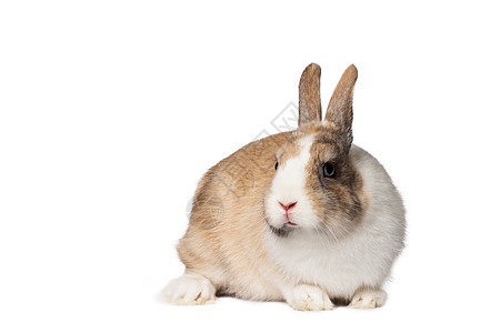 小家养兔子 生物 胡须 眼睛 脊椎动物 哺乳动物 爪子 自然图片
