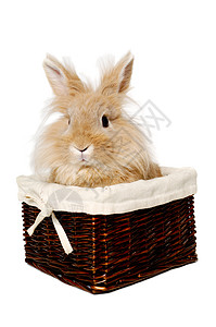兔子坐在篮子里 可爱的 动物 宠物 独自的 快乐的 水平的 复活节背景图片