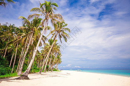 白沙滩上的椰子棕榈树 阳光 支撑 丛林 异国情调 天图片