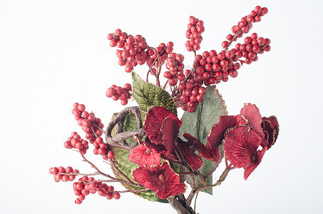 红圣诞勋章 季节性的 庆典 植物 庆祝 季节 花图片