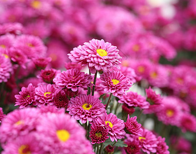 菊花花 美丽 秋天 紫色 紫色的 花朵 泰国 浪漫 绽放图片