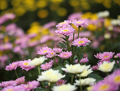 菊花花 秋天 假期 浪漫的 花园 夏天 叶子 美丽的 花瓣 绽放图片