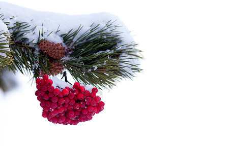 红山灰莓圣诞树装饰品 森林 圣诞节 寒冷的 雪图片