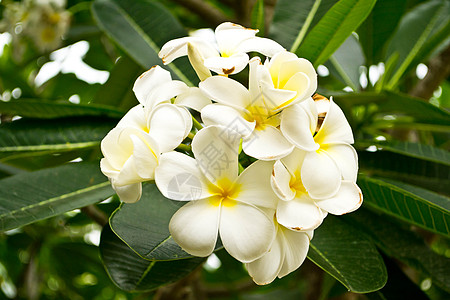 带树叶背景的弗吉帕尼花朵 盛开 假期 白色的背景图片