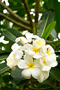 带树叶背景的弗吉帕尼花朵 黄色的 开花背景图片